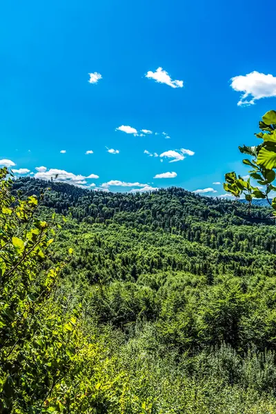 Yeşil orman ve ağaçların güzel manzarası