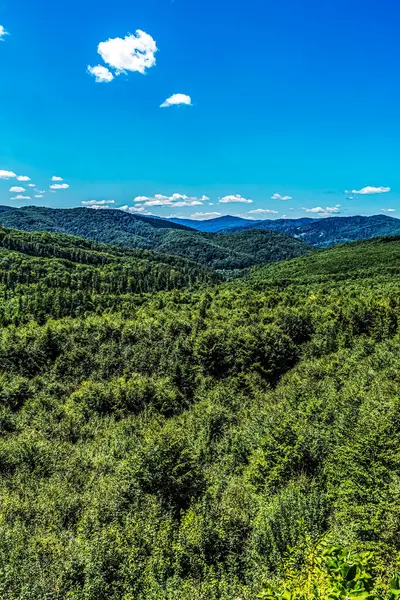 Yeşil orman ve mavi gökyüzü manzarası