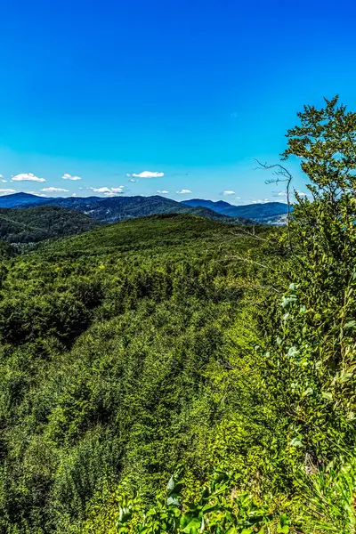 Tepenin tepesinden yeşil ormanın manzarası