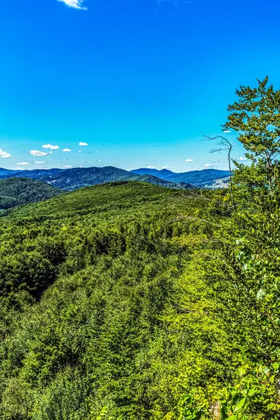 Dağlar ve orman manzarası