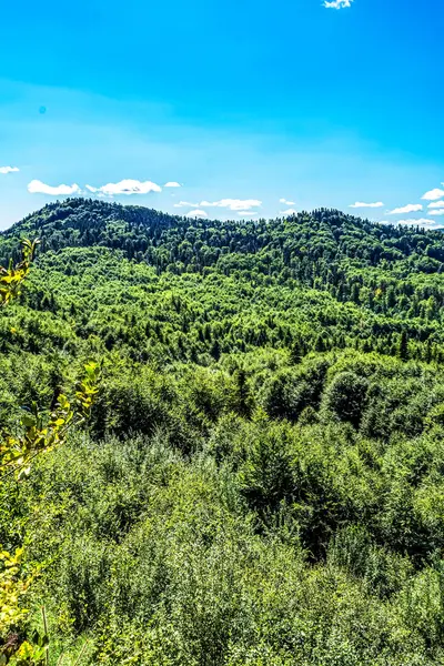 Dağlarda yeşil orman ve mavi gökyüzü
