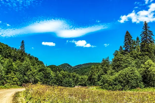 yeşil ağaçlar yolda