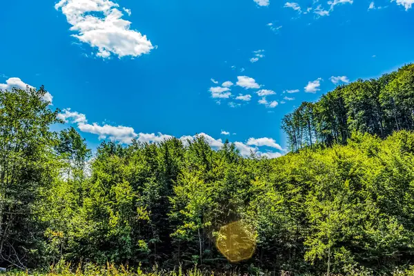 Ağaçlar ve ormanlarla dolu güzel bir manzara.