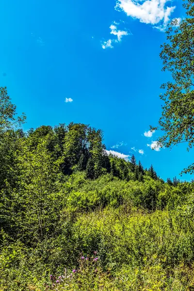 yeşil orman ve mavi gökyüzü