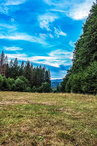 Güzel bir manzara Ağacı ve mavi gökyüzü