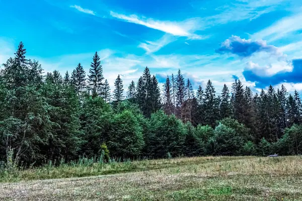 Güneşli bir günde bir ormanın dikey görüntüsü