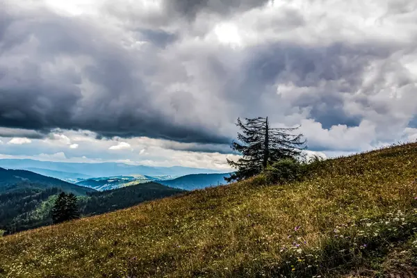 Ukraynalı Karpatların yaz mevsiminde Karpatlar 'daki dağ manzarası.