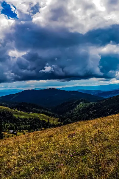 dikey yeşil çimen görüntüsü ve arka planda mavi bir gökyüzü.