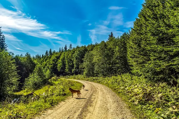 Güzel köpek yeşil çam ormanlarında yürüyor.
