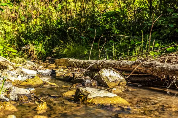 Ormanda taşlarla dolu bir dere.