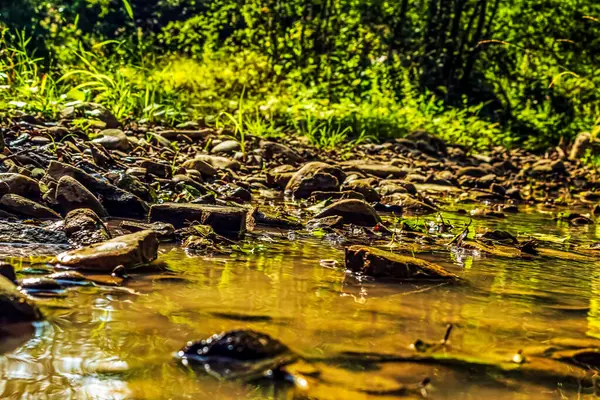 Bir dağ ormanında dere.