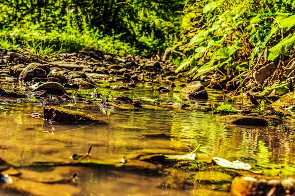 Nehir yeşil yosunların arasından akıyor.