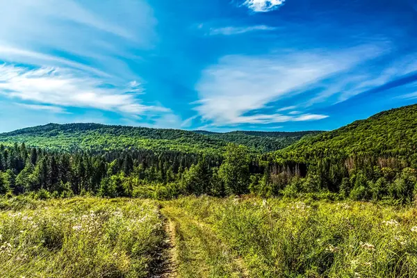 Dağdaki ormanlı yeşil yaz manzarası.