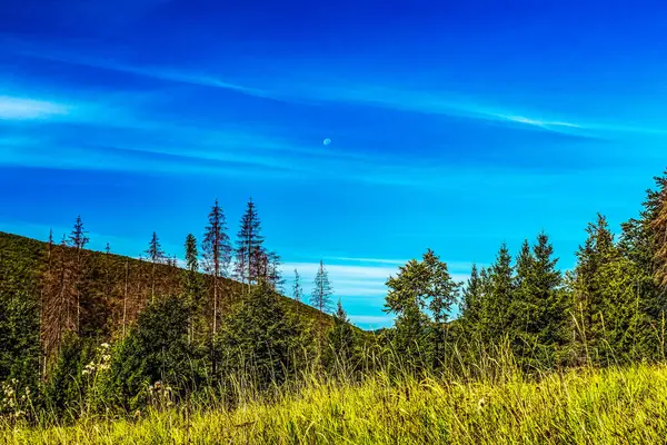 Ormanda yeşil çimenler ve ağaçlar