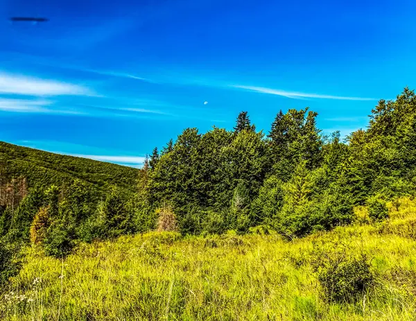 Yeşil orman ve mavi gökyüzü. doğa arkaplanı.