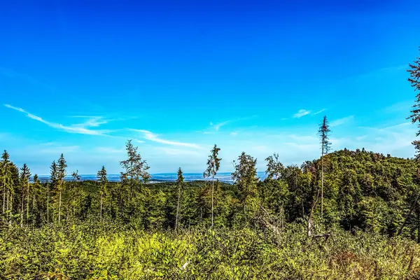 Yazın dağın tepesindeki ormanın manzarası