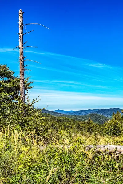 Güzel bir manzara Ağacı ve mavi gökyüzü