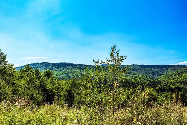 yeşil ağaçlar ve bulutlu mavi gökyüzü, dağlardaki güzel yaz manzarası, ukraine