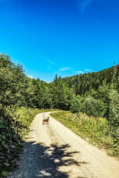 Dağlarda bir köpek