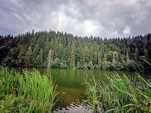 Ormandaki göl. Karpat Dağları, Ukrayna, Avrupa 'daki güzel yaz manzarası