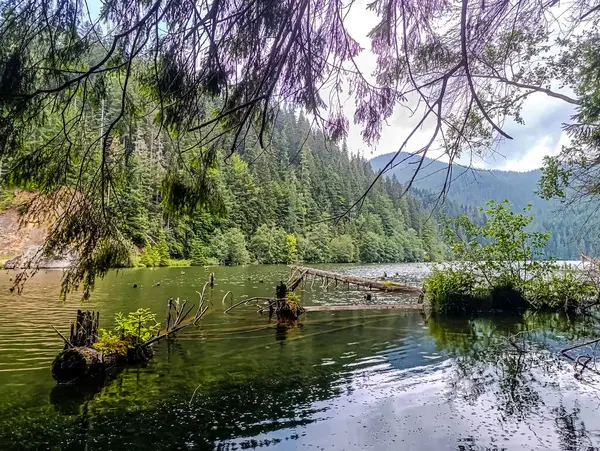 Ormandaki nehrin güzel manzarası