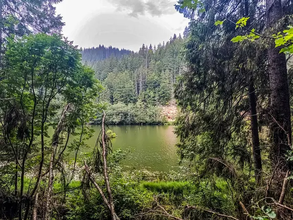 Ormanda gölü olan güzel bir manzara.