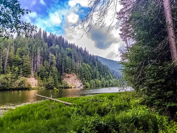 Nehir ve ağaçlarla dolu güzel bir manzara