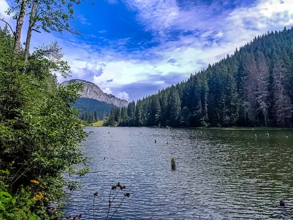 Ormandaki göl manzarası