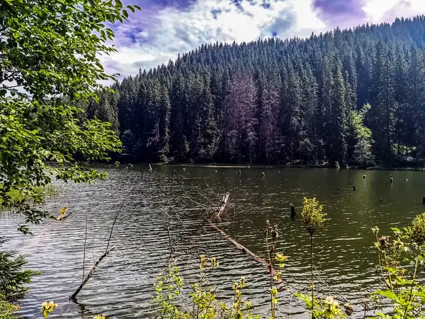 Ormanda gölü olan güzel bir manzara.