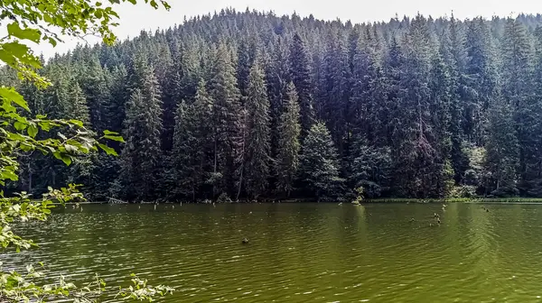 Ormandaki güzel göl manzarası