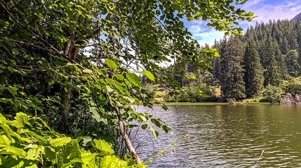 Ormandaki nehrin güzel manzarası