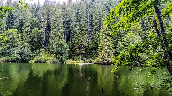 Ağaçlı ve yeşil yapraklı göl.