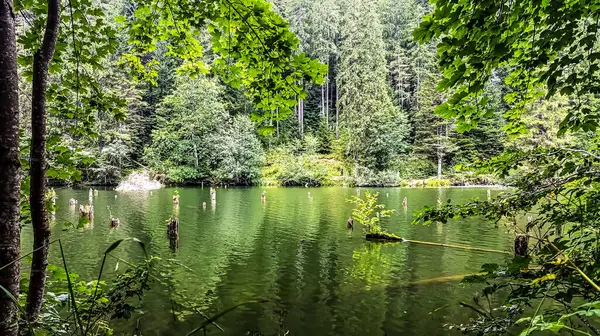 Ormanda küçük bir göl manzarası