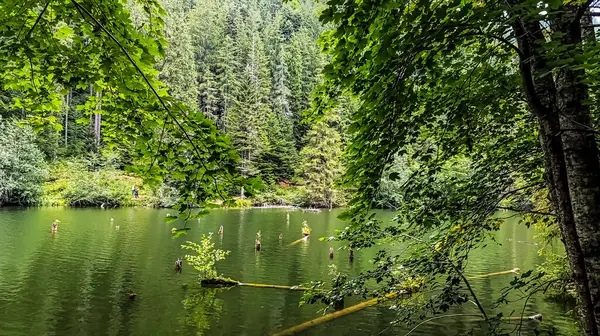 Yeşilliklerle çevrili küçük bir göl ve arka planda bir orman.