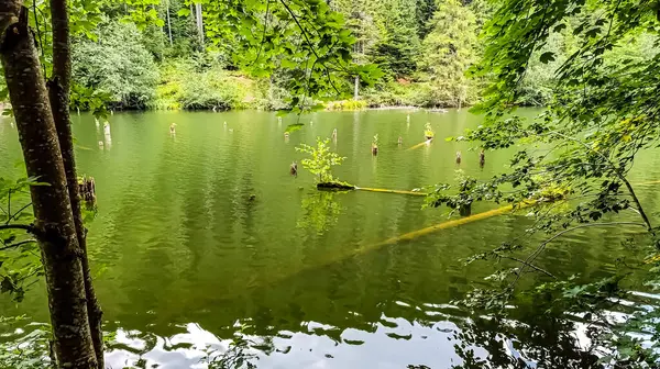 Güzel göl manzarası