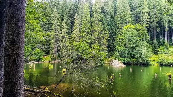 Arkasında ağaçlar olan yeşil bir göl.