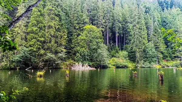 Ormandaki güzel göl