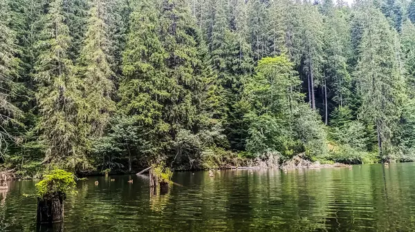 Dağlardaki orman gölü