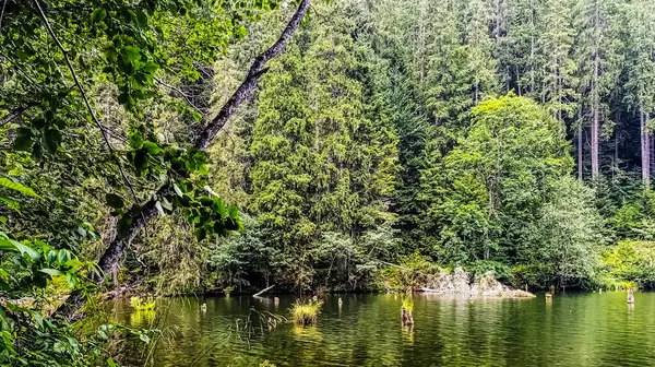 Ormanın güzel manzarası