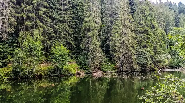 Ağaçlarla çevrili güzel bir göl görüntüsü.