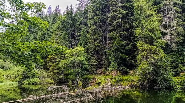 Ormandaki güzel göl