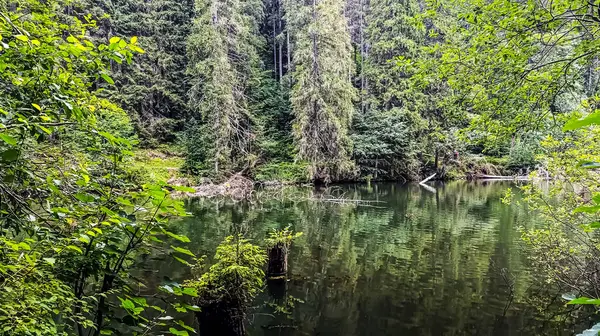 Orman ve yeşilliklerle çevrili güzel bir göl manzarası