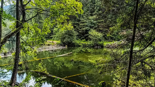 Ormanın ortasında bir göl