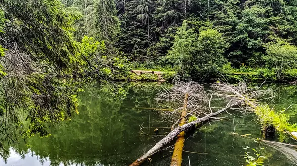 Ormandaki nehrin güzel bir görüntüsü