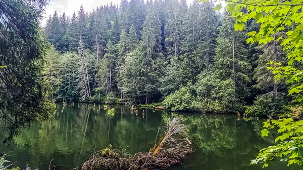 Yeşil ağaçlar ile güzel göl