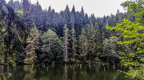 Ormanda, bulutlu bir günde, yeşillik ve ormanla çevrili güzel bir göl.