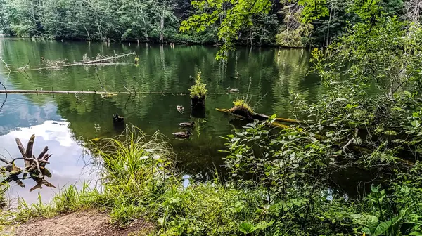 Yeşil orman ve mavi gökyüzü ile göl