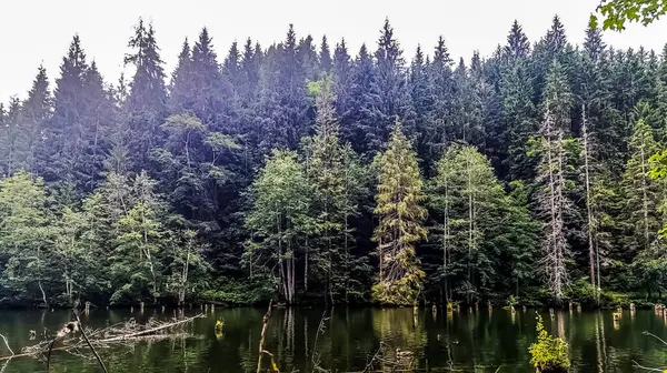Ormanın göl manzarası.