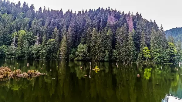 Ormanda göl Dağlarda ulusal park