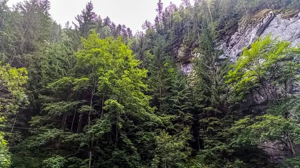 Ağacı olan bir dağ ormanı manzarası